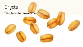  Presentation with wheat - PPT theme consisting of falling-wheat-grain-isolated background and a blonde colored foreground