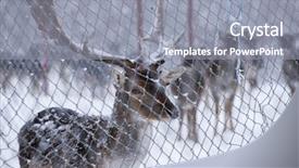  Presentation with rib cage - Presentation theme having fallow deers in cage background and a gray colored foreground