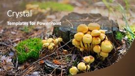  Presentation with mushrooms - Colorful PPT theme enhanced with false-armillaria-mushrooms-hypholoma-fasciculare backdrop and a coral colored foreground