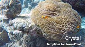  Presentation with fish ocean - Slides enhanced with false-clown-fish-indian-ocean background and a tawny brown colored foreground