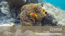  Presentation with fish ocean - Amazing theme having false-clown-fish-indian-ocean backdrop and a coral colored foreground