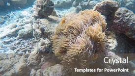  Presentation with maldive - PPT layouts consisting of false-clown-fish-indian-ocean background and a tawny brown colored foreground