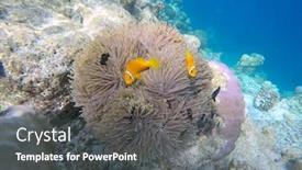  Presentation with fish ocean - Theme with false-clown-fish-indian-ocean background and a dark gray colored foreground