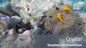  Presentation with fish ocean - Colorful PPT layouts enhanced with false-clown-fish-indian-ocean backdrop and a gray colored foreground