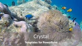  Presentation with fish ocean - PPT layouts featuring false-clown-fish-indian-ocean background and a gray colored foreground