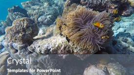  Presentation with fish ocean - Cool new slides with false-clown-fish-indian-ocean backdrop and a gray colored foreground