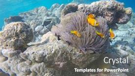  Presentation with maldive - Amazing PPT layouts having false-clown-fish-indian-ocean backdrop and a gray colored foreground