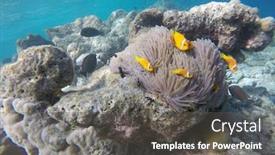  Presentation with maldive - Amazing presentation design having false-clown-fish-indian-ocean backdrop and a dark gray colored foreground