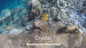  Presentation with maldive - Colorful presentation theme enhanced with false-clown-fish-indian-ocean backdrop and a gray colored foreground