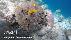  Presentation with maldive - Audience pleasing presentation design consisting of false-clown-fish-indian-ocean backdrop and a dark gray colored foreground