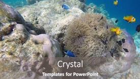  Presentation with maldive - Cool new slide set with false-clown-fish-indian-ocean backdrop and a gray colored foreground