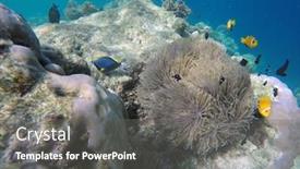  Presentation with maldive - Presentation design enhanced with false-clown-fish-indian-ocean background and a gray colored foreground
