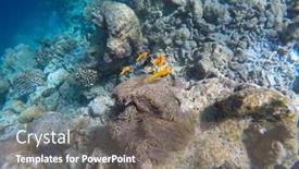  Presentation with maldive - Presentation theme consisting of false-clown-fish background and a gray colored foreground