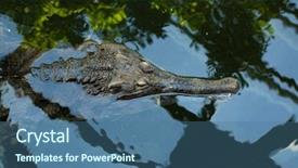  Presentation with animal - Audience pleasing PPT theme consisting of false gharial tomistoma schlegelii also known as the tomistoma wild life animal backdrop and a ocean colored foreground