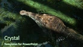  Presentation with animal - Theme featuring false gharial tomistoma schlegelii also known as the tomistoma wild life animal background and a wine colored foreground