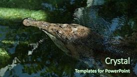  Presentation with animal - Cool new slides with false gharial tomistoma schlegelii also known as the tomistoma wild life animal backdrop and a wine colored foreground
