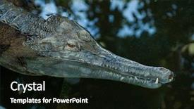  Presentation with animal - Colorful PPT theme enhanced with false gharial tomistoma schlegelii also known as the tomistoma wild life animal backdrop and a black colored foreground