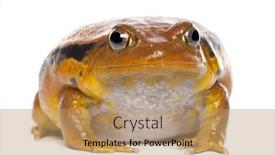  Presentation with frog - Cool new slides with false-tomato-frog-dyscophus-guineti backdrop and a coral colored foreground
