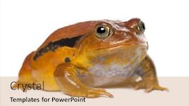  Presentation with frog - Amazing PPT layouts having false-tomato-frog-dyscophus-guineti backdrop and a gold colored foreground