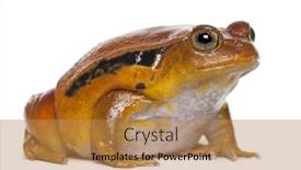  Presentation with frog - Colorful slide deck enhanced with false-tomato-frog-dyscophus-guineti backdrop and a coral colored foreground