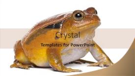  Presentation with frog - Slides having false-tomato-frog-dyscophus-guineti background and a gold colored foreground