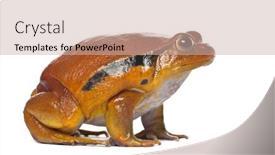  Presentation with frog - Audience pleasing theme consisting of false-tomato-frog-dyscophus-guineti backdrop and a soft green colored foreground