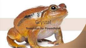  Presentation with frog - Colorful slide deck enhanced with false-tomato-frog-dyscophus-guineti backdrop and a coral colored foreground