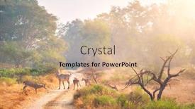  Presentation with eco park - Beautiful PPT theme featuring families-of-blue-bull-nilgai backdrop and a coral colored foreground