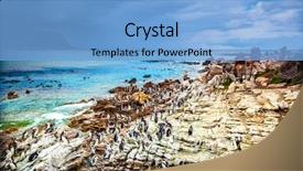  Presentation with family africa - Presentation theme with animal s family - amazing landscape of betty's bay background and a light blue colored foreground