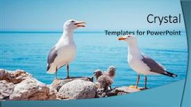  Presentation with ecology animal - Colorful slide deck enhanced with animal s family - bird's nest on the atlantic backdrop and a light blue colored foreground