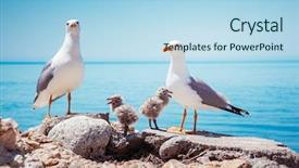  Presentation with atlantic - Cool new theme with animal s family - bird's nest on the atlantic backdrop and a light blue colored foreground