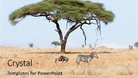  Presentation with safari - Slides enhanced with animal s family - burchell's zebra equus burchelli background and a lemonade colored foreground