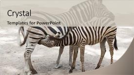  Presentation with foal - Beautiful presentation theme featuring animal s family - chapman's zebra equus quagga chapmani backdrop and a soft green colored foreground