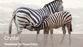  Presentation with foal - Amazing presentation design having animal s family - chapman's zebra equus quagga chapmani backdrop and a gray colored foreground