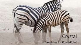  Presentation with foal - Audience pleasing PPT theme consisting of animal s family - chapman's zebra equus quagga chapmani backdrop and a light gray colored foreground