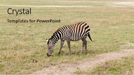  Presentation with name - Amazing theme having animal s family - closeup of burchell's zebra scientific backdrop and a coral colored foreground