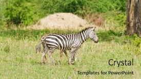  Presentation with safari - Audience pleasing PPT theme consisting of animal s family - closeup of burchell's zebra backdrop and a yellow colored foreground