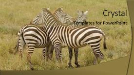  Presentation with safari - Audience pleasing PPT layouts consisting of animal s family - closeup of burchell's zebra backdrop and a yellow colored foreground