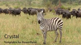  Presentation with name - Presentation theme featuring animal s family - closeup of burchell's zebra background and a yellow colored foreground