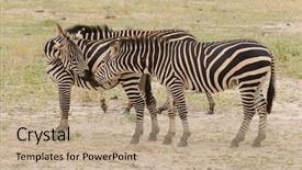  Presentation with scientific - Presentation having animal s family - group of burchell's zebra scientific background and a coral colored foreground