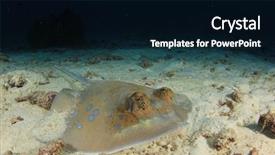  Presentation with film x ray pelvis - Slide set consisting of animal s family - kuhl's stingray bluespotted ray background and a black colored foreground