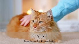  Presentation with red - Audience pleasing PPT theme consisting of animal s family - man's hand stroking a fluffy backdrop and a coral colored foreground