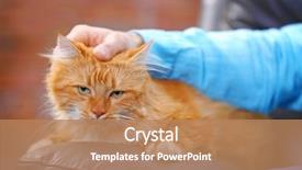  Presentation with hand drawn brush stroke design - Amazing theme having animal s family - man's hand stroking a fluffy backdrop and a coral colored foreground