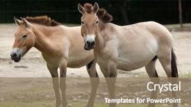  Presentation with wild horse - Presentation theme consisting of animal s family - przewalski's horse equus ferus przewalskii background and a coral colored foreground