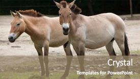  Presentation with wild horse - PPT layouts enhanced with animal s family - przewalski's horse equus ferus przewalskii background and a coral colored foreground