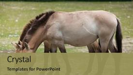  Presentation with wild horse - Presentation design having animal s family - przewalski's horse equus ferus przewalskii background and a yellow colored foreground