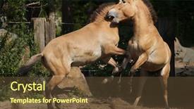  Presentation with wild horse - Colorful PPT theme enhanced with animal s family - przewalski's horse equus ferus przewalskii backdrop and a tawny brown colored foreground