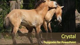  Presentation with wild horse - PPT theme with animal s family - przewalski's horse equus ferus przewalskii background and a tawny brown colored foreground