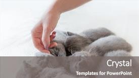  Presentation with cats - PPT layouts with animal s family - woman's hand petting lovely little background and a gray colored foreground