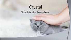  Presentation with hand drawn brush stroke design - Slide set enhanced with animal s family - woman's hand stroking young tiny background and a light gray colored foreground